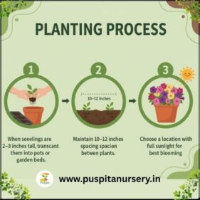 petunia mixed Planting Process