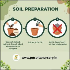 petunia mixed Soil Preparation