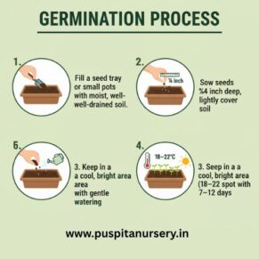 phlox mixed Germination Process