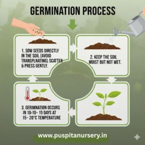 poppy mixed Germination Process