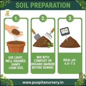 poppy mixed Soil Preparation