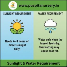 portulaca double Sunlight & Water Requirement