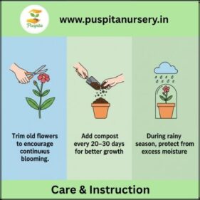 portulaca double mixed Care & Instruction