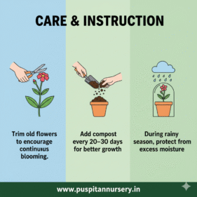 portulaca double mixed Care & Instruction