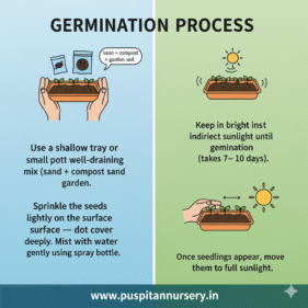 portulaca double mixed Germination Process