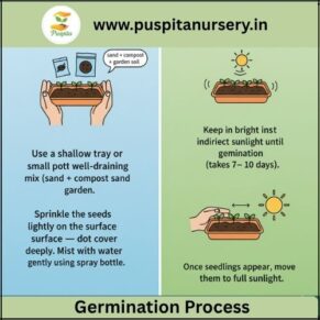 portulaca double mixed Germination Process