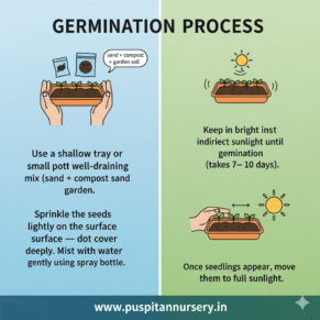 portulaca double mixed Germination Process