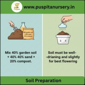 portulaca double mixed Soil Preparation