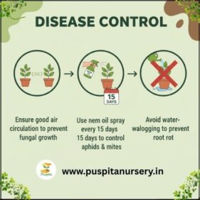 prtunia mixed Disease Control
