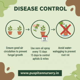prtunia mixed Disease Control