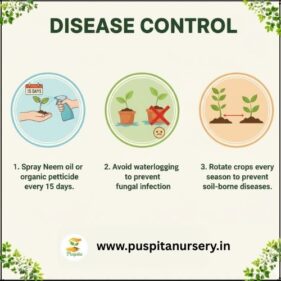 red cabbage Disease Control