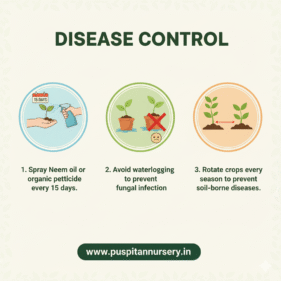 red cabbage Disease Control