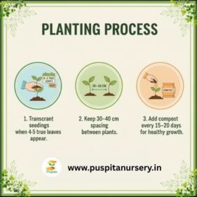 red cabbage Planting Process