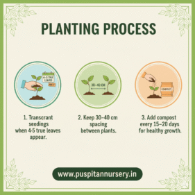 red cabbage Plantiacng Process