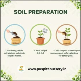 red cabbage Soil Preparation