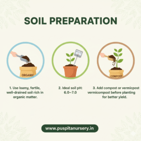 red cabbage Soil Preparation