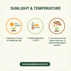 red cabbage Sunlight & Temperature