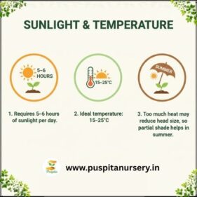 red cabbage Sunlight & Temperature