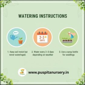 red cabbage Watering Instructions