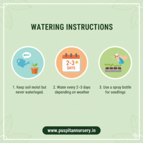 red cabbage Watering Instructions