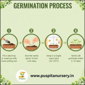 red marigold Germination Process