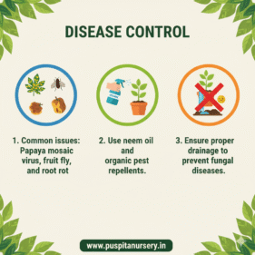 red papaya Disease Control