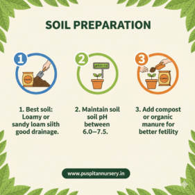 red papaya Soil Preparation