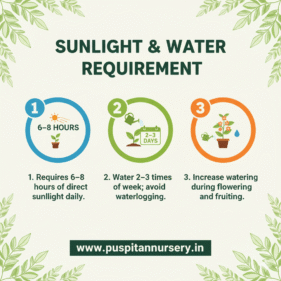 red papaya Sunlight & Water Requirement