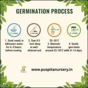 red papaya Germination Process
