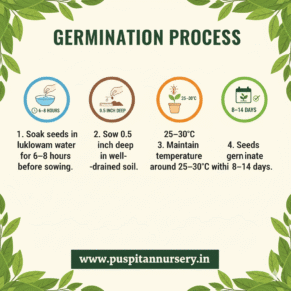 red papayaGermination Process