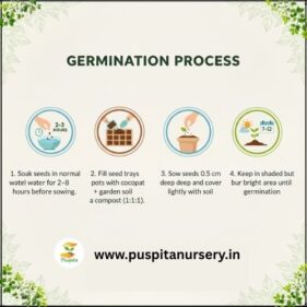 rerd cabbage Germination Process
