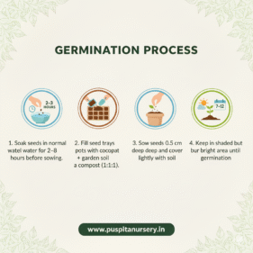 rerd cabbage Germination Process