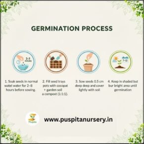 rerd cabbage Germination Process