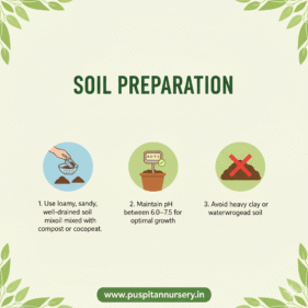 resemary Soil Preparation