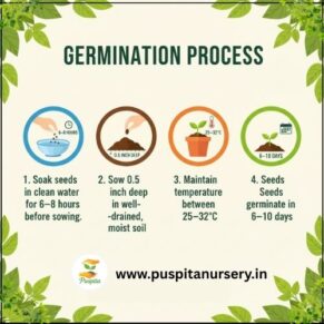 round priya lou Germination Process