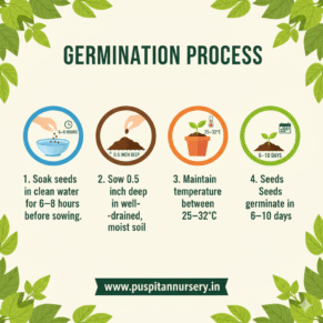 round priya lou Germination Process
