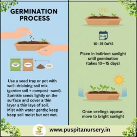 salvila red Germination Process