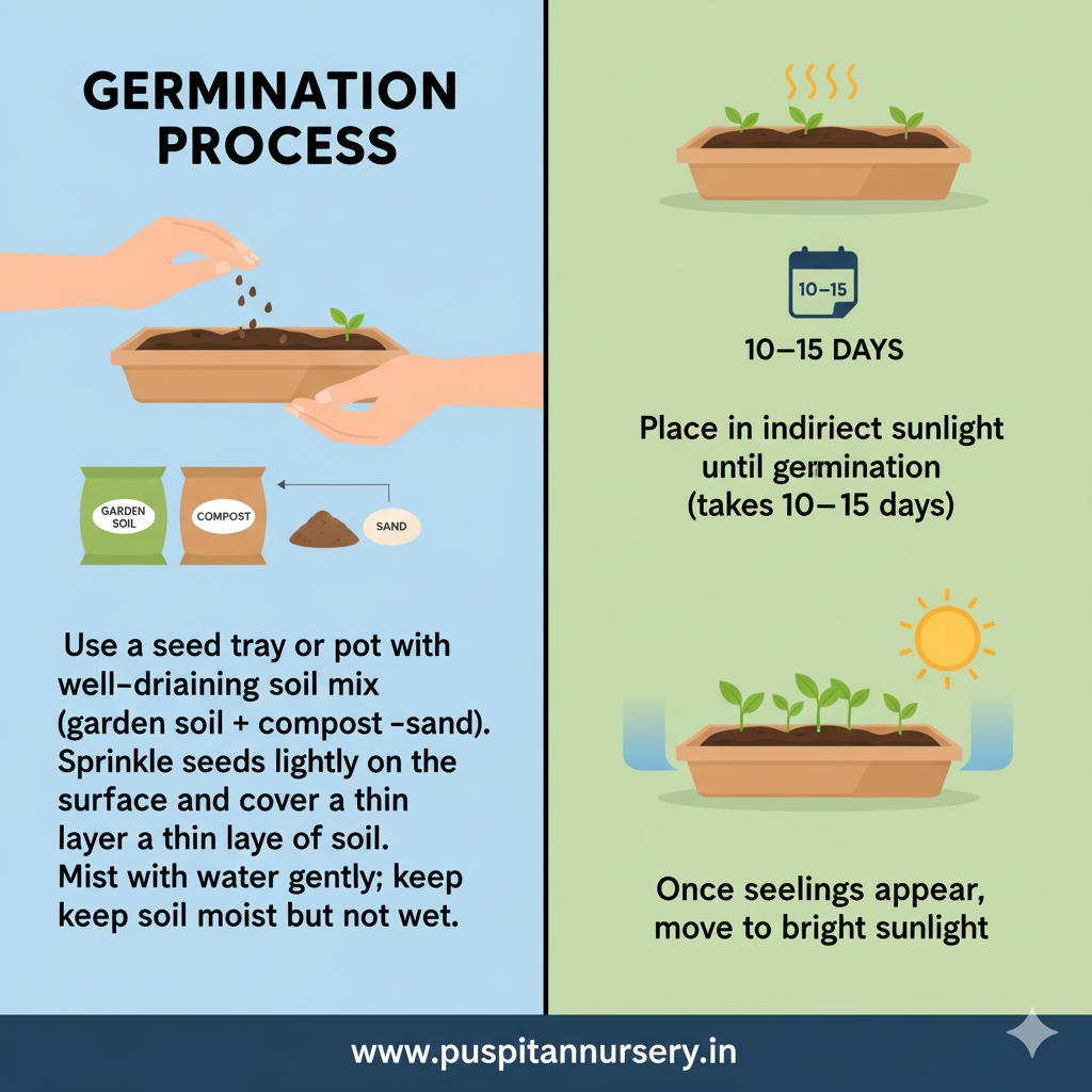 salvila red Germination Process
