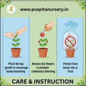 salvla red Care & Instructiong