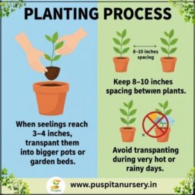 salvla red Planting Process