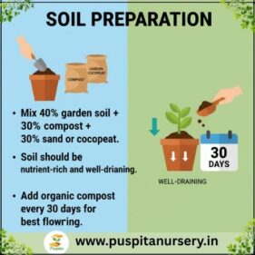 salvla red Soil Preparation