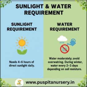 salvla red Sunlight & Water Requirement