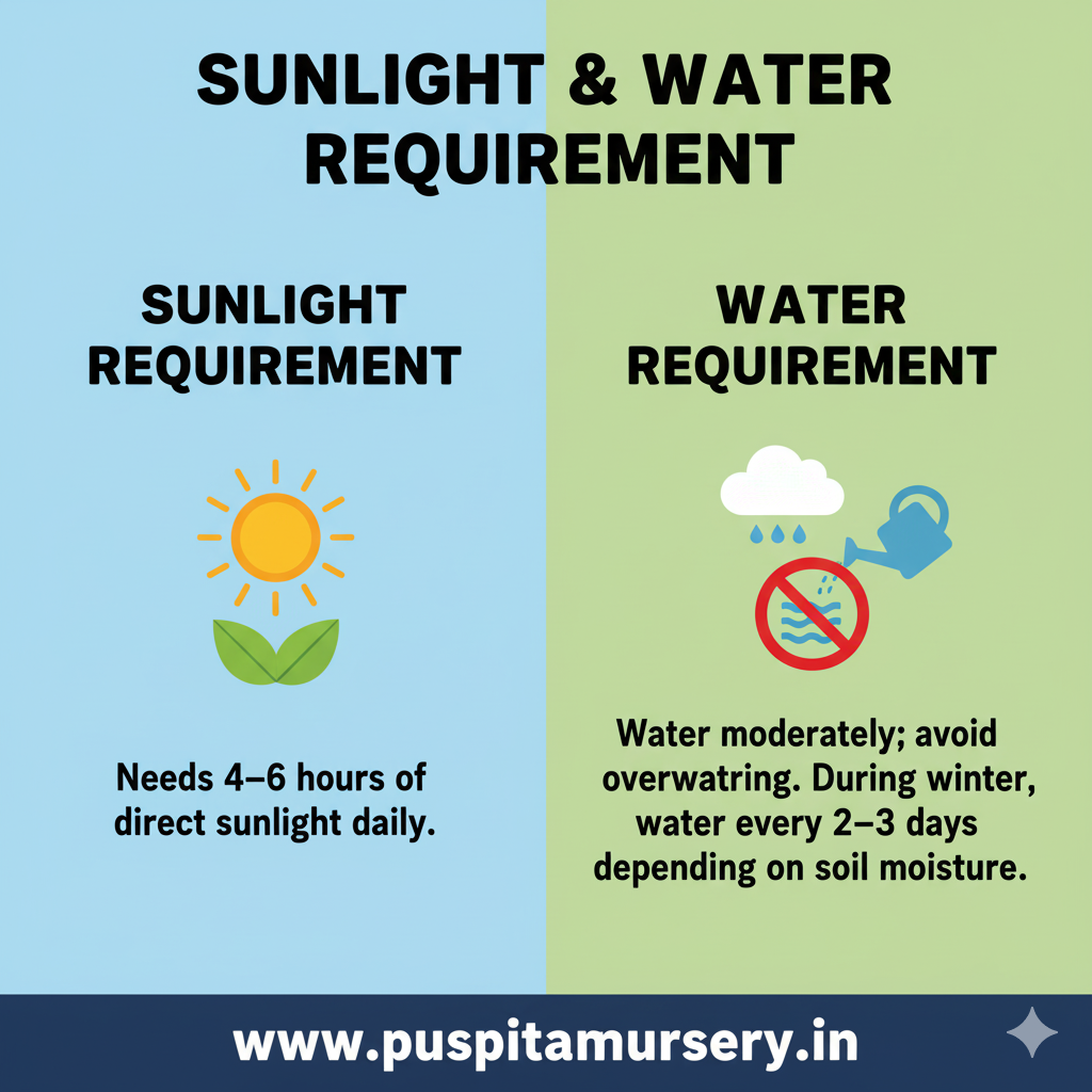 salvla red Sunlight & Water Requirement