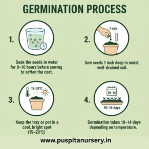 sweet pea Germination Process