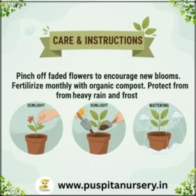 sweet william Care & Instructions