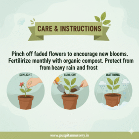 sweet william Care & Instructions