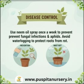 sweet william Disease Control