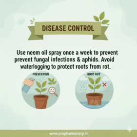 sweet william Disease Control