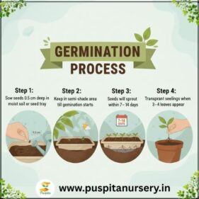 sweet william Germination Process