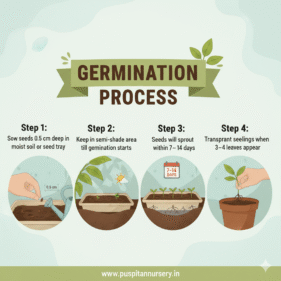 sweet william Germination Process